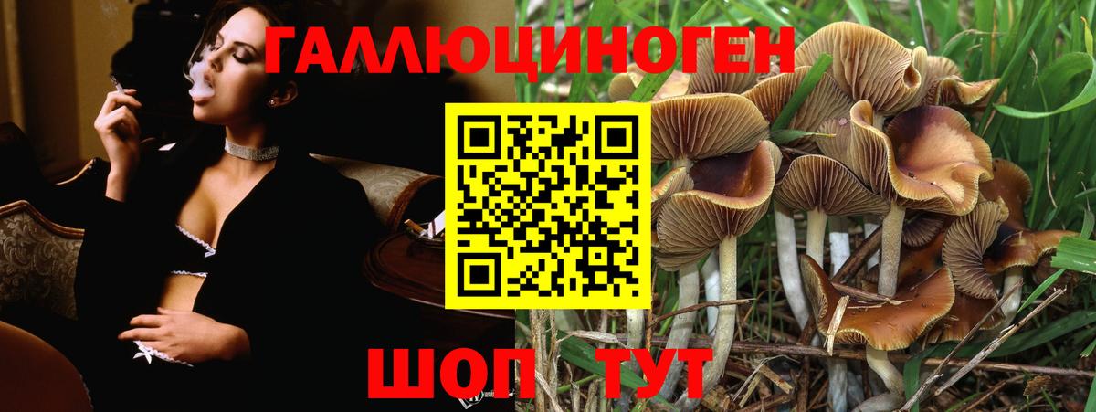 Галлюциногенные грибы Psilocybe Сухой Лог